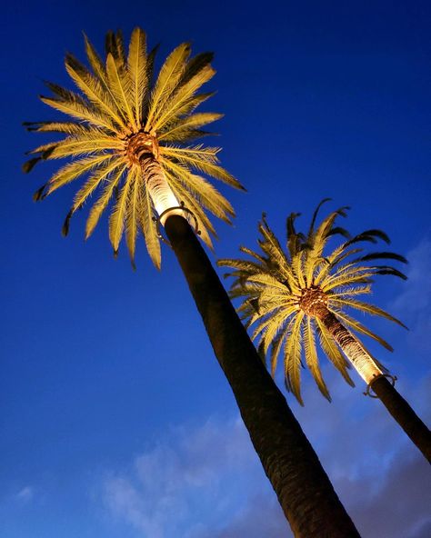 A few of our palm tree ring lights in Fullerton, CA.• • • • •  #outdoorlighting #lightingdesign #landscapelighting #lighting #lightingdesigner #itslit #exteriorlighting #architecturallighting #outdoorlights #ledlighting #architecture #palmtrees #palmtree #rgbw #palmsprings Tree Ring Landscape, Tree Lighting Outdoor, Tropical Landscape Lighting, Palm Tree Lighting, Paradise Background, Orange Drawing, Palm Tree Lights, Outdoor Tree Lighting, Pool Lighting