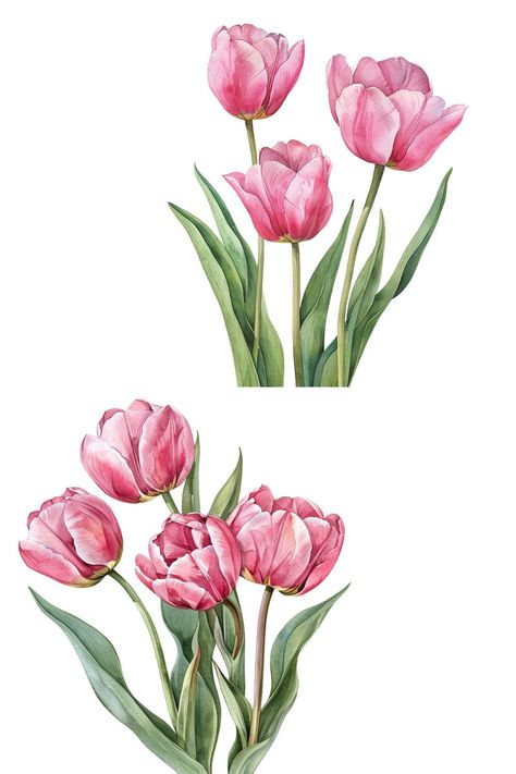 Clipart flowers Tulips Clipart, Tulip Clipart, Flower Border Clipart, Flower Graphics, Wedding Caricature, Baby Print Art, Digital Invitations Wedding, Tulips Art, Paper Background Design