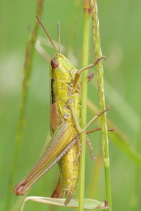 How to Stop Grasshoppers and Katydids from Eating Plants? Green Grasshopper, Macro Photography Insects, Insect Photos, Plant Insects, Stick Insect, Diy Pest Control, Pet Doors, Grasshoppers, Arthropods