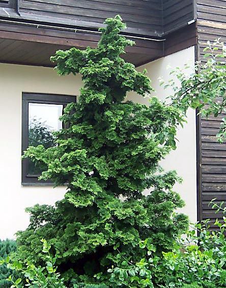 Chamaecyparis obtusa 'Gracilis'  Slender Hinoki Falsecypress: Hinoki False Cypress, False Cypress, Yard Trees, Chamaecyparis Obtusa, Hinoki Cypress, Backyard Trees, Evergreen Garden, Privacy Landscaping, Plant Varieties