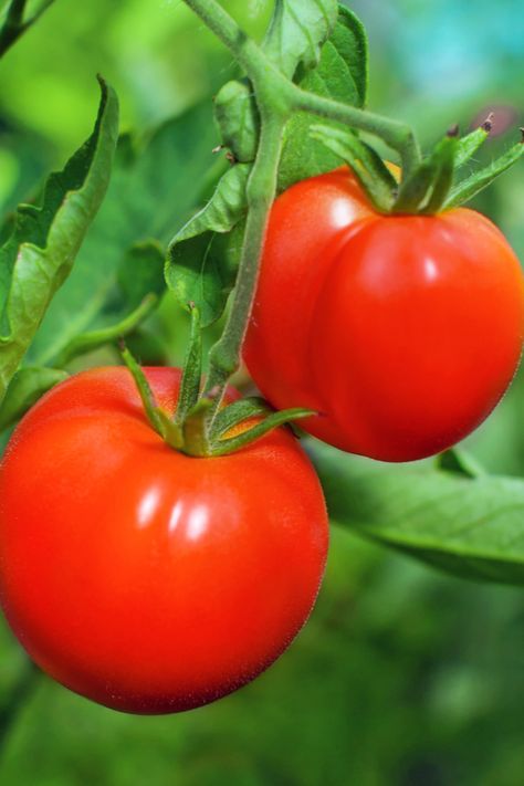 3 Great Ways To Freeze Tomatoes - How To Preserve Without Canning! Potted Tomato Plants, Freezing Tomatoes, Beef Tomato, Tips For Growing Tomatoes, Determinate Tomatoes, Tomato Trellis, Big Tomato, Beefsteak Tomato, Free Fruit