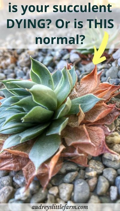 Succulents Outdoor Pots, Zone 6b Succulents, How To Bring A Succulent Back To Life, Plants That Like Water, What To Plant Succulents In, Succulent Container Gardens, Succulent Planting Ideas, Growing Succulents From Leaves, Potting Succulents Indoor