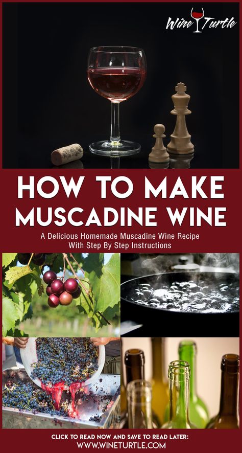 Muscidime Wine, How To Make Muscadine Wine, Muscadine Wine Recipes, Scuppernong Wine Recipe, Muscadine Wine Recipes Homemade, Homemade Spirits, Diy Liquor, Mead Making, Muscadine Vine