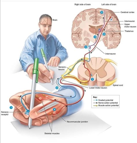 Sensory Nerves, Medical School Life, Spinal Nerve, Basic Anatomy And Physiology, Nurse Study Notes, Biology Facts, Medical Laboratory Science, Medical Student Study, Brain Anatomy