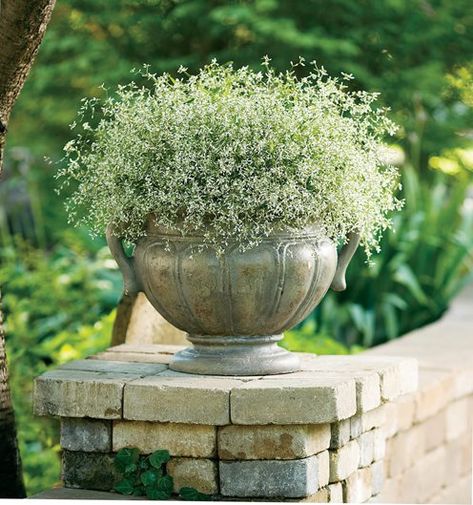 Diamond Frost Euphorbia, Blue Cupboard, Euphorbia Plant, Full Sun Annuals, White Flowers Garden, White Flowering Plants, Diamond Frost, Balcony Gardens, Annual Garden