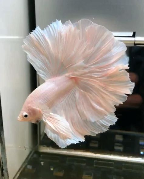 👗🥰♥️ [Video] | Pretty fish, Fish aquarium decorations, Betta fish tank Preppy Fish Tank, Fish Pet Aesthetic, Pet Fish Aesthetic, Pink Beta Fish, Peceras Aesthetic, Pretty Fish Tank, Pink Fish Tank, Pink Betta Fish, White Betta Fish