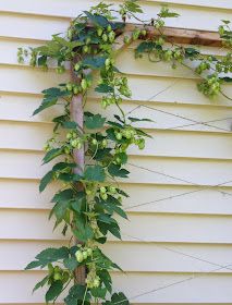 Growing Hops Hops Trellis, Growing Hops, Privacy Landscaping Backyard, Hops Vine, Hops Plant, Vine Trellis, Shade House, Privacy Landscaping, Garden Veggies