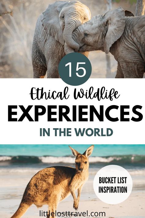 15 Best Ethical Animal Experiences Around the World Turtle Sanctuary, Canadian Animals, Bucket List Activities, Sheldrick Wildlife Trust, Animals Around The World, Bucket List Board, Elephant Seal, Animal Encounters, Animal Experiences