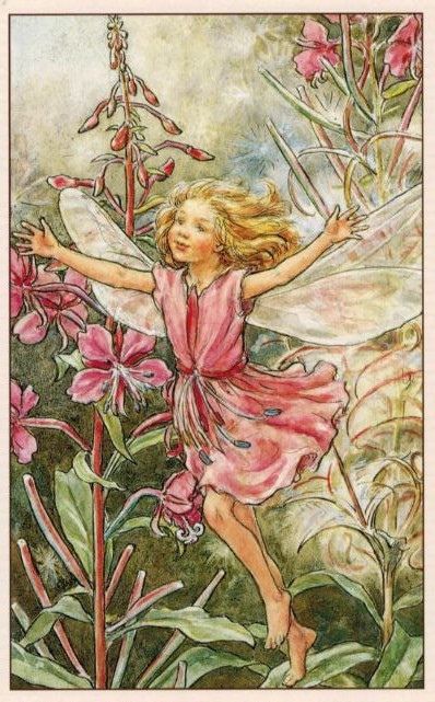 Cicely Mary Barker, The Rose-Bay Willow-Herb Fairy, Flower Fairies of the Wayside, 1948 Willow Fairy, Willow Herb, Rose Bay, 동화 삽화, Fairy Pictures, Cicely Mary Barker, Winter Rose, Vintage Fairies, Fairy Book