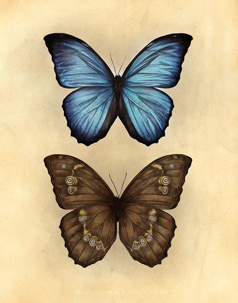 Morpho menelaus by =Equal-Night on deviantART Moth Princess, Morpho Menelaus, Colorful Moths, Butterfly Sketch, Vintage Butterfly Print, Insects Theme, Butterfly Printable, Morpho Butterfly, Blue Morpho