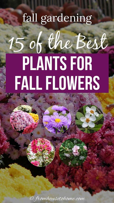 Plants For Full Sun, Plants For Fall, Blooming Perennials, Fall Flowers Garden, Fall Perennials, Fall Gardening, Full Sun Plants, Best Perennials, Perennial Shrubs