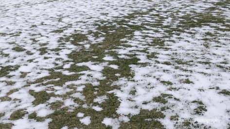 March 10, 2018 Snow on grass.  #MansfieldPA #nature #grass #snow #photo #photograph #photography #photographer Snow Texture, Nature Snow, A Christmas Story, Photo Photography, Deer, Photographer, Photography, Nature