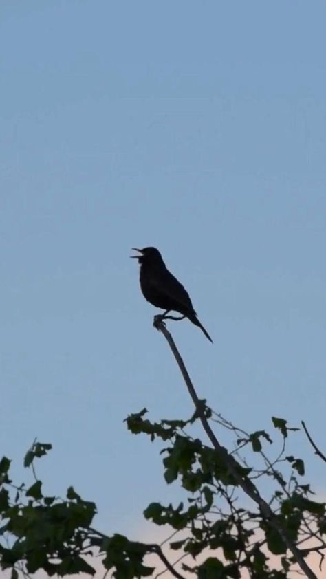 Why do Birds Chirp at Night? (5 Birds with Pictures and Sounds) Morning Sounds, Birds Singing Videos, Good Morning Birds, Birds Chirping Video, Fly Bird, Morning Birds, Nature Voice, Bird Chirping, Animals Beautiful Photography Nature