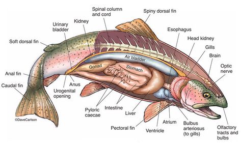 Zoology | Carlson Stock Art Animal Cell Organelles, Animal Cell Structure, Fish Anatomy, Trout Fishing Tips, Vet Medicine, Animal Anatomy, Animal Science, Rainbow Trout, Stock Art