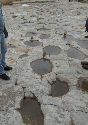 dinosaur tracks that turned to stone in Pickwire Canyonlands Turned To Stone, Walking With Dinosaurs, Indian Museum, Dinosaur Tracks, Dinosaur Footprint, Fossil Bones, Rocks And Fossils, Turn To Stone, Geology Rocks