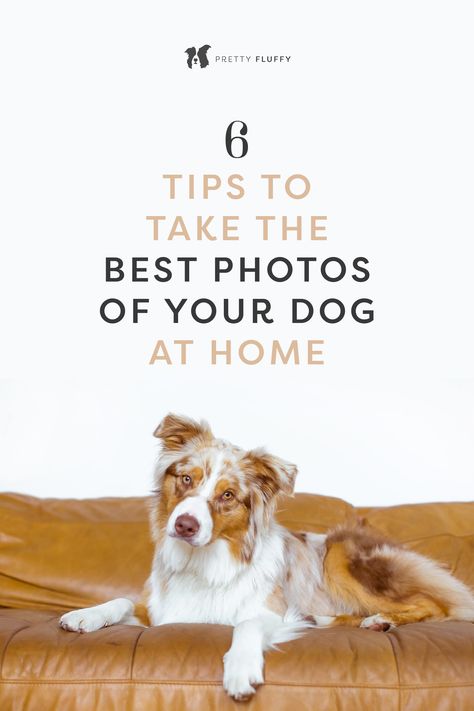 At Home Dog Photoshoot, Dog Photography Ideas At Home, Diy Dog Photoshoot Ideas, Photos With Puppy Ideas, Photography With Dogs Ideas, Dog Photography Indoor, Pet Photo Shoot, Dogs At Home, Dog Family Pictures