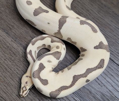 Grey Ball Python, Adorable Snakes, Python Royal, Python Morphs, Python Regius, Snake Reptile, Colorful Snakes, Pretty Snakes, Ball Python Morphs