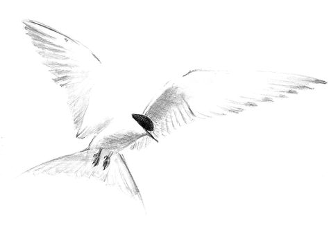 10 Tern Tattoo, Arctic Tern, Sketch, Abstract Artwork, Tattoos, 10 Things, Black, Art