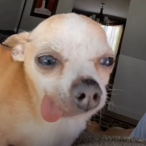 funny dog with the tongue out Dog Meme Face Chihuahua, Dog With Tongue Out Funny, Chiwawa Memes Funny, Dog With Tounge Out Funny, Chihuahua With Tongue Out, Dog With Tongue Out, Crusty Chihuahua, Chiuahaha Funny, Chuachua Dog