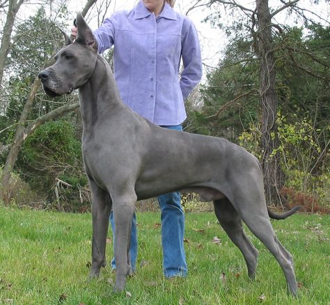 The Great Dane is the perfect Guard Dog if you're looking for a pooch that looks intimidating, but is really a gentle giant - Instant Checkmate http://blog.instantcheckmate.com/top-5-guard-dog-breeds/# Grey Great Dane, Best Guard Dog Breeds, Chien Cane Corso, Protective Dog Breeds, Guard Dog Breeds, Blue Great Danes, Best Guard Dogs, Dane Puppies, Dangerous Dogs