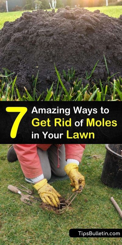 How To Get Rid Of Moles And Voles In Yard, How To Keep Moles Out Of The Garden, How To Get Rid Of A Mole In The Yard, How To Get Rid Of A Mole, Get Rid Of Gophers In Yard, Diy Mole Repellent, How To Get Rid Of Voles, Getting Rid Of Moles In Yard, How To Get Rid Of Moles In Your Yard