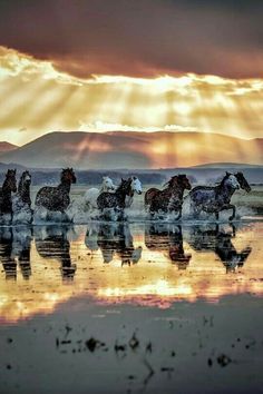 Untitled Wild Horses Photography, Horses Running, Horse Galloping, Wild Mustangs, Majestic Horse, All The Pretty Horses, Clydesdale, A Sky, Horse Equestrian