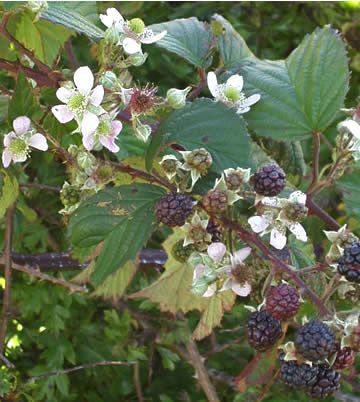 blackberry bush - flowers & berries Bramble Plant, Flowering Blackberry, Bramble Bush, Blackberry Flower, Blackberry Plant, Rubus Fruticosus, Blackberry Bushes, Barn Owl Tattoo, Wild Blackberries