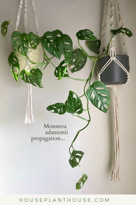 A HOUSEPLANTHOUSE guide to propagating Monstera adansonii... Monstera Adansonii Hanging, Monstera Andanosii, Monstera Adonsaii, Propagating Monstera, Plant Inspiration, Monstera Plants, Bamboo Stakes, Houseplant Care, Monstera Adansonii