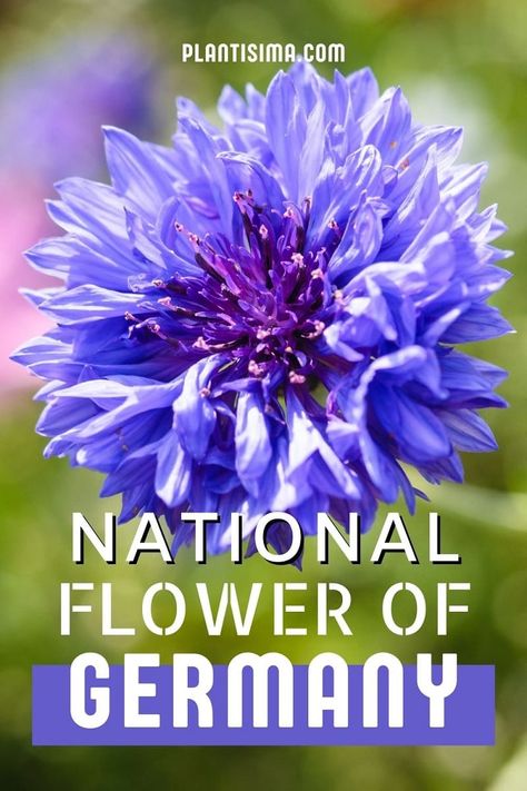 National Flower Of Germany: Corn Flower As A National Symbol - Plantisima Germany Tattoo, German Tattoo, German Ancestry, German Flower, Corn Flower, Blue Corn, National Flower, Prom Theme, National Animal