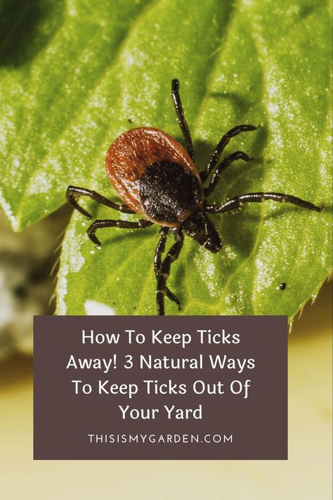 When summertime arrives, so do the ticks! You don't have to resort to chemical sprays to get rid of them though! Check out these 3 natural ways to keep ticks out of your yard and off of you and your pets! Seed Ticks How To Get Rid Of, Best Tick Repellent For Humans, Tick Prevention Yard, Ticks In Yard How To Get Rid Of, All Natural Flea And Tick Spray For Dogs, Flea And Tick Repellent For Yard, Tick Repellent Plants, How To Get Rid Of Ticks In The House, Essential Oils For Tick Repellent