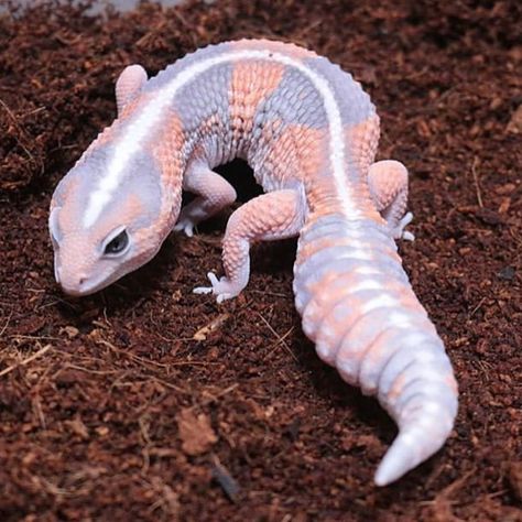 📷 @feeeel_9 . . . . .… Gecko Photography, Fat Tailed Gecko, Snake Turtle, Cute Gecko, Cute Lizard, Cute Reptiles, Pets Cute, Animal Wildlife, Leopard Gecko