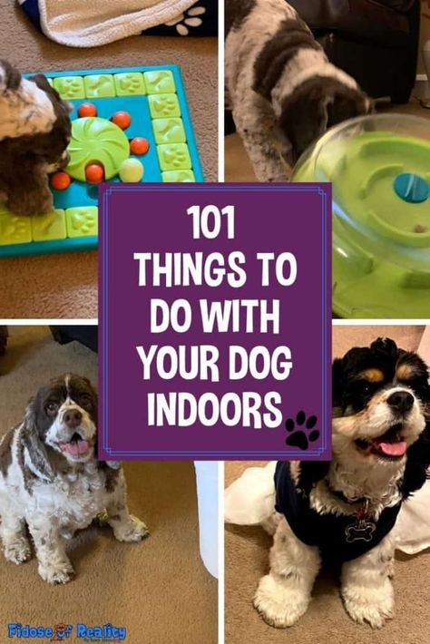 101 Things To Do Indoors With Your Dog - Fidose of Reality Indoor Dog Activities, Diy Dog Enrichment, Dog Enrichment Ideas, Canine Enrichment, Activities For Dogs, Dog Boredom, Bored Dog, Dog Wellness, Dog Mom Life