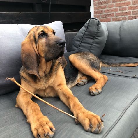 Bloodhound Puppy, Extra Large Dog Breeds, Blood Hounds, Blood Hound, Bloodhound Puppies, Types Of Dogs Breeds, Dream Puppy, Bloodhound Dogs, Wingardium Leviosa