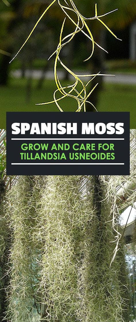 Oak Tree Garden, Oak Tree Pictures, Spanish Moss Trees, Tillandsia Usneoides, Tree Pictures, Air Plants Care, Moss Plant, Moss Decor, Air Plant Display