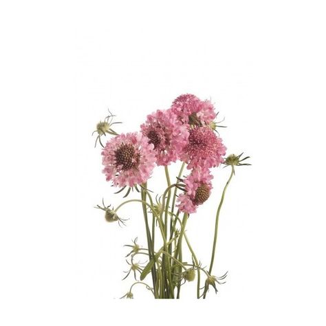 Pink Scabiosa, Scabiosa Flower, Partial Shade Flowers, Flower Library, Scabiosa Pods, Flower Rainbow, Diy Bouquets, Flower Alphabet, Shade Flowers