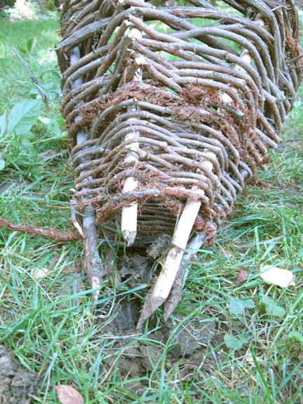 How to Make a Primitive Funnel Fish Trap that keeps on giving. – WillowHavenOutdoor Survival Skills Fish Trap, Primitive Survival, Survival Skills Life Hacks, Small Turtles, Survival Quotes, Self Defense Techniques, Homestead Survival, Wilderness Survival, Community Gardening