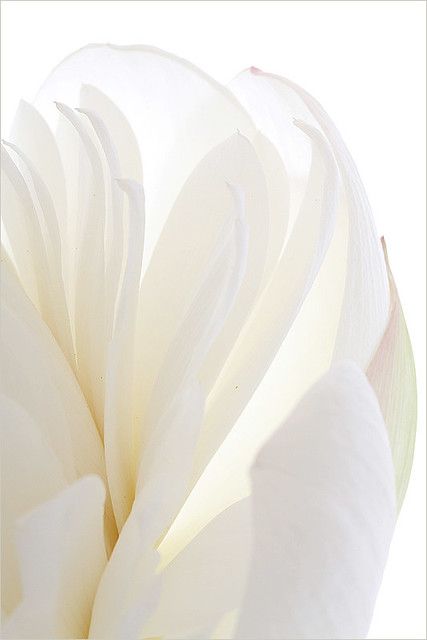 Lotus Flower Petals, Color Lashes, Foto Macro, White Lotus Flower, Rose Flower Wallpaper, Abstract Wallpaper Design, Makeup Supplies, Flower Texture, Rosé Aesthetic