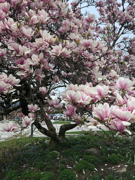 Magnolia Tree Aesthetic, Magnolia Aesthetic, Saucer Magnolia Tree, Saucer Magnolia, Low Maintenance Yard, Magnolia Tree, Street Trees, Garden Grove, Magnolia Trees