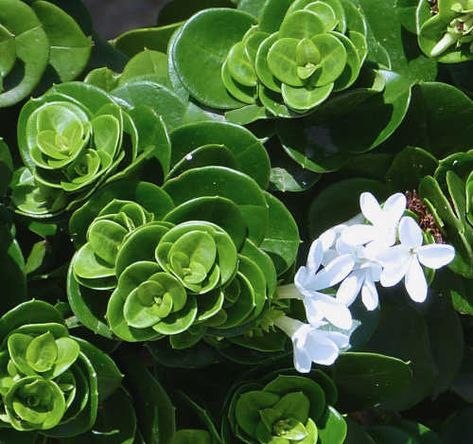 Carissa Macrocarpa, Natal Plum, Pool Plants, Florida Plants, Country Chicken, Arizona Landscape, Coastal Gardens, Rock Garden Landscaping, Home Landscaping