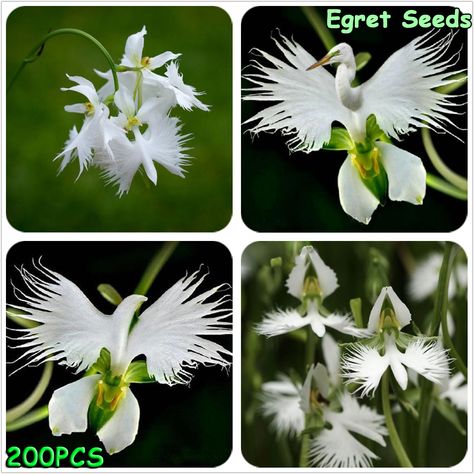 200pcs Japanese White Egret Flowers Seeds | Germination time : 10-15 days | US $3.99 White Egret Orchid, Habenaria Radiata, Egret Orchid, Rainbow Tomatoes, Orchid Seeds, Endangered Plants, Seed Pots, St Pierre And Miquelon, White Egret