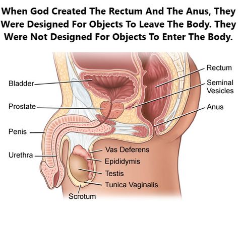 Female Reproductive System Anatomy, Male Reproductive System, The Reproductive System, Male Anatomy, Basic Anatomy And Physiology, Female Reproductive System, Cool Science Facts, Human Body Anatomy, Medical School Motivation