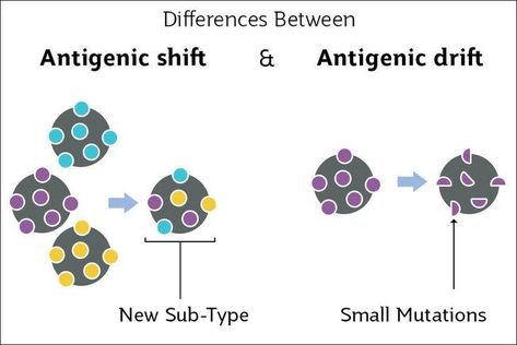 Genetic mutations resulting in virus changes  Viruses change in two main ways: antigenic drift and antigenic shift.  Antigenic drift refers to the small genetic mutations in viral genomes that happen continuously as the virus replicates. These mutations generally produce viruses with similar surface proteins (antigens) that the immune system can still recognise and respond to (cross protection). However, these mutations can accumulate over time, resulting in viruses that are antigenically... Genetic Mutation, The Immune System, Genetic, Change In, Science And Nature, Immune System, Biology