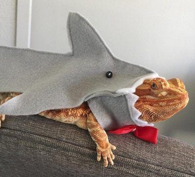 In search of only the absolute BEST bearded dragon accessories? If so, check out our post on everything from leashes, to costumes, furniture, and more! Bearded Dragon Costumes, Lizard Costume, Bearded Dragon Clothes, Baby Bearded Dragon, Bearded Dragon Cute, Fish Costume, Shark Costumes, Guinea Pig Toys, Dragon Costume