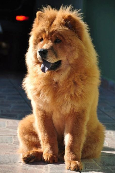 Perros Chow Chow, Chow Dog Breed, Big Fluffy Dogs, Expensive Dogs, Chow Chow Puppy, Chow Chow Dogs, Dangerous Dogs, Fluffy Dogs, Sweet Dogs