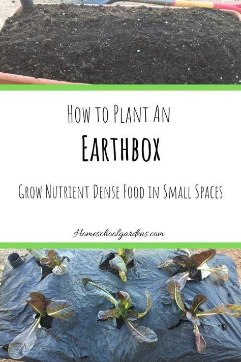 You can have a garden even if you don’t have much space. The Earthbox is a gardening container that uses high density planting to grow a lot in a small space. Here are some tips to grow nutrient dense food in an Earthbox. | homeschoolgardens.com | gardening | Earthbox | small space garden | grow food | container garden Earthbox Gardening, Gardening In Small Spaces, Small Space Garden, Vertical Container Gardening, Garden Shade, Space Garden, Garden Container, Sustainable Gardening, Urban Gardens