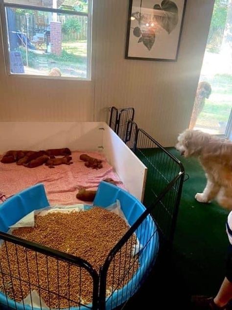 Dog Welping Beds Diy, Puppy Breeding Room, Dog Whelping Room Ideas, Puppy Whelping Room Ideas, Welping Room Ideas, Dog Kennel Business Ideas, Puppy Welping Room, Dog Breeding Setup, Diy Puppy Pen