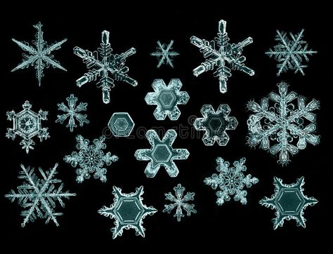 Different Types Of Forests, Snowflake Photography, Types Of Forests, Ice Magic, Snowflake Images, Snowflakes Real, Snowflake Photos, Spring Snow, Powder Skiing