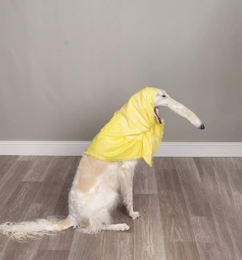 Funny Animal Pfp, Animal Pfp Funny, Funny Pics Of Dogs, Borzoi Puppy, Cute Animals Drawings, Cute Animal Character, Animal Pfp, Pet Humor, Aesthetic Dogs