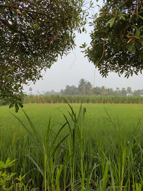 This was captured in a Sugarcane field, in a remote area. Sugarcane Field, Fields Aesthetic, India, Plants, Nature