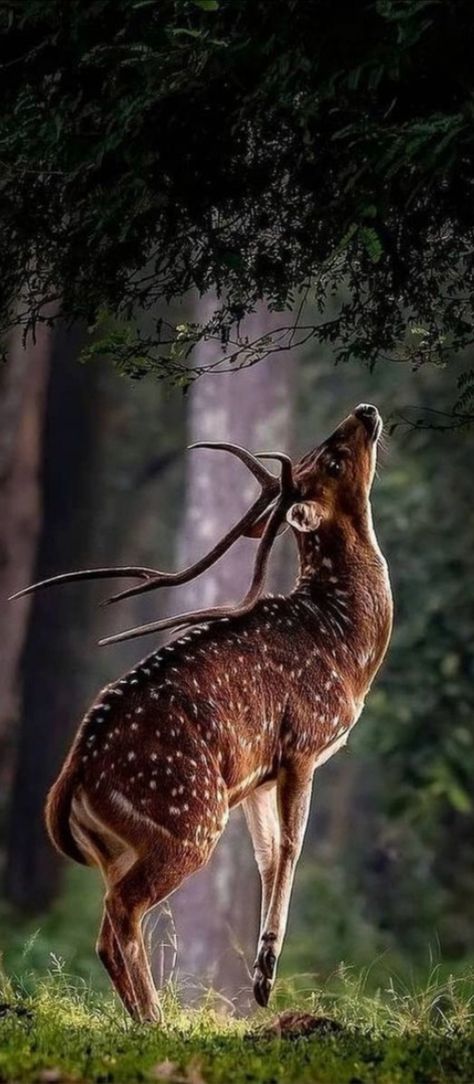 Deer Photos, Deer Pictures, Deer Art, Most Beautiful Animals, Pretty Animals, Majestic Animals, Arte Inspo, A Deer, Wildlife Animals